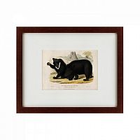 картина: two ursine sloths, or sloth bears, 1830 в Туле
