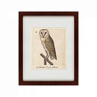 картина: one owl, 1560 в Туле