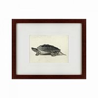 картина: a hand-painted illustration of a burmese roofed turtle, 1873 в Туле