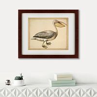 картина: a european pelican, 1635г. в Туле