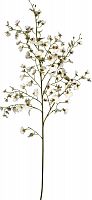 декор oncidium orchid в Туле