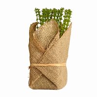 растение декоративное potted herb polini в Туле