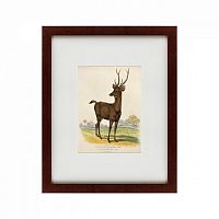 картина: a rusa deer, 1830 в Туле