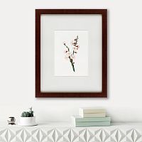 картина: apricot flower (prunus armeniaca), 1832 в Туле