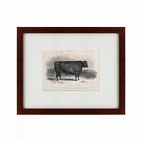 картина: a devon bull, 1849 в Туле