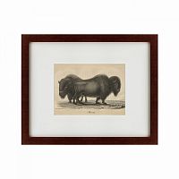картина: bison, 1828 в Туле