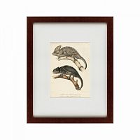 картина: des reptiles, 1705 в Туле