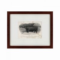картина: a devon steer, 1869 в Туле