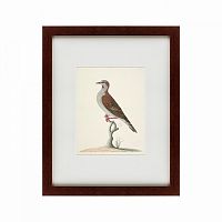 картина: the brown bird в Туле