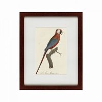 картина: ara macao (scarlet macaw), 1801 в Туле
