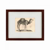 картина: arabian camel, 1809 в Туле