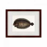 картина: sole fish, 1722 в Туле