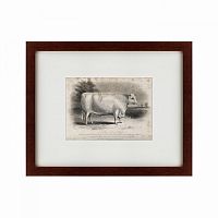 картина: a short horned bull, 1849 в Туле