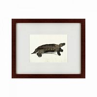 картина: a hand-painted illustration of an arakan forest turtle, 1872 в Туле
