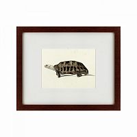 картина: a hand-painted illustration of an elongated tortoise, 1873 в Туле