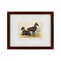 картина: two nilgais, 1830 в Туле