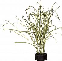 декор reeds and leaves в Туле