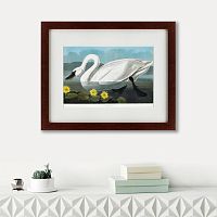 картина: common american swan, 1838 в Туле