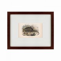 картина: armadillo, 1860 в Туле