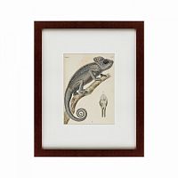 картина: chameleon, 1706 в Туле