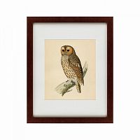 картина: brown owl, 1760 в Туле