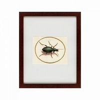 картина: beetle, 1700 в Туле