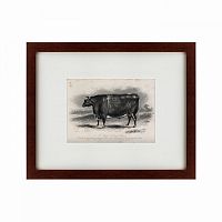 картина: a short horned steer, 1849 в Туле