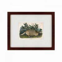 картина: armadillo (dasypus peba), 1848 в Туле