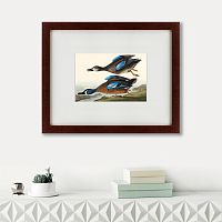 картина: blue-winged teal, 1836 в Туле