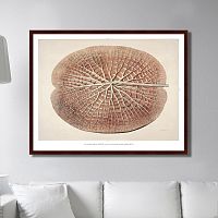 картина: leaf of a gigantic water lily, 1870г. в Туле